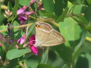 小山内裏公園221003ウラナミシジミ_03