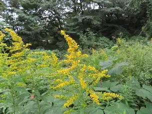 小山内裏公園221010セイタカアワダチソウ (1)_02