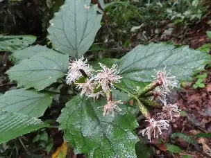小山内裏公園221010カシワバハグマ (1)_03