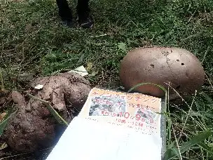 小山内裏公園221009オニフスベ_01