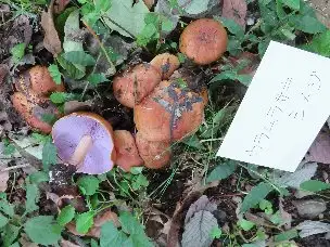 小山内裏公園221009ウラムラサキシメジ_02