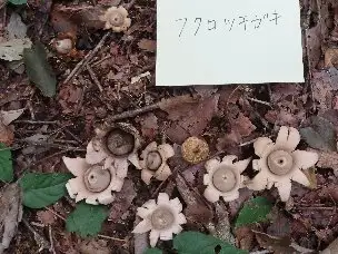 小山内裏公園221009フクロツチガキ_03