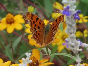 小山内裏公園221016キタテハ_01