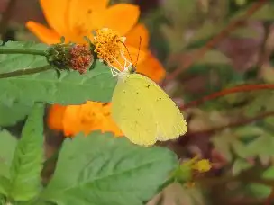 小山内裏公園221016キタキチョウ_02
