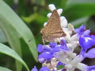 小山内裏公園221016チャバネセセリ_03