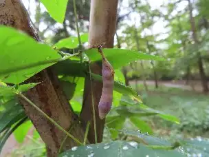 小山内裏公園221024ノササゲの実 (1)_03