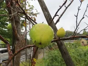 小山内裏公園221024カリンの実 (1)_04