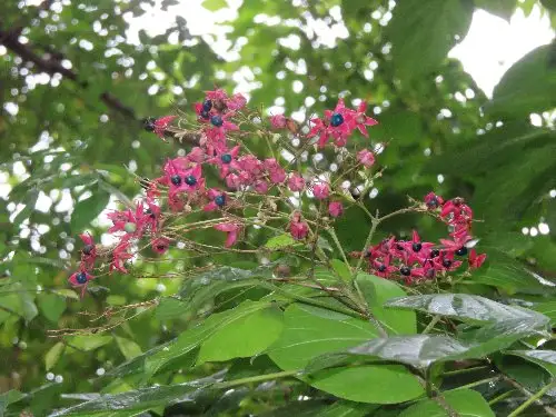 小山内裏公園221024クサギ (1)_05