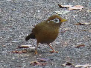 小山内裏公園221102ガビチョウ_02