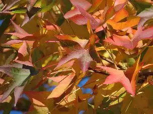 小山内裏公園221102モミジバフウ (1)_01