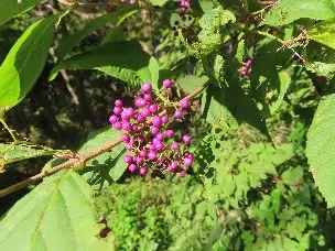 小山内裏公園221102ムラサキシキブ (1)_03