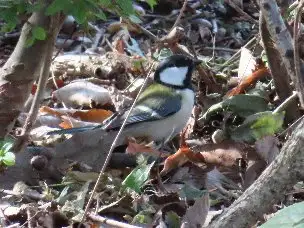 小山内裏公園221106シジュウカラ (2)_03