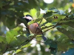 小山内裏公園221106ヤマガラ_04