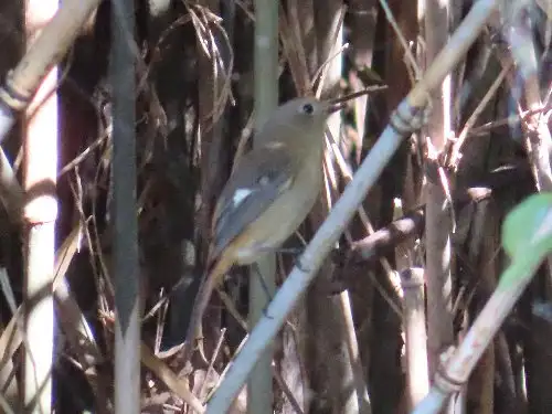 小山内裏公園221106ジョウビタキ(2)_05