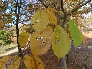 小山内裏公園221112コブシ (1)_02