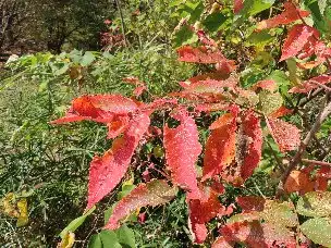 小山内裏公園221112ヌルデ (1)_04