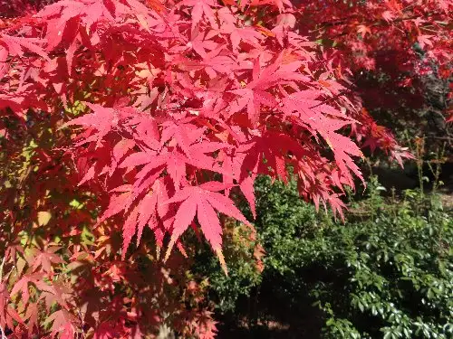 小山内裏公園221112イロハモミジ (1)_05