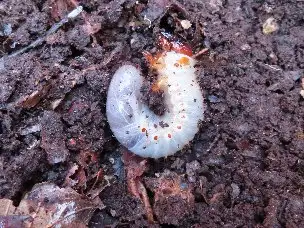 小山内裏公園221112カブトムシ幼虫_02