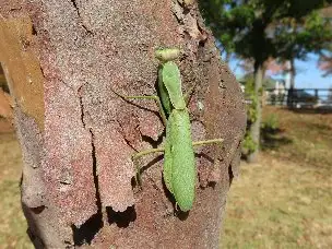 小山内裏公園221112ハラビロカマキリ-_04