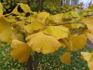 小山内裏公園221121イチョウ (1)_02