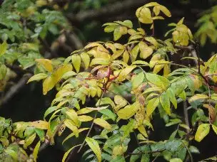小山内裏公園221121イヌザンショウ (1)_03