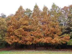 小山内裏公園221121メタセコイア (2)_04