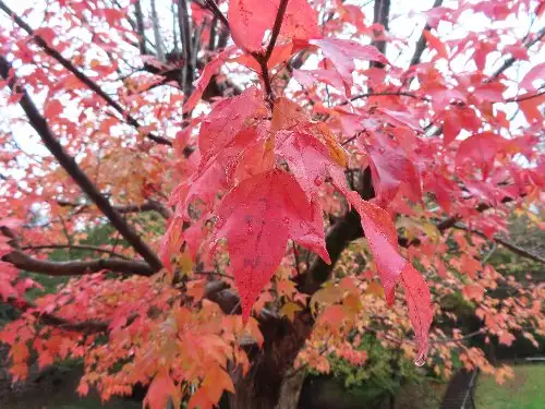 小山内裏公園221121トウカエデ (1)_05
