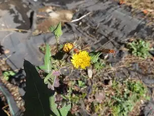 小山内裏公園221121ノゲシ (1)_02