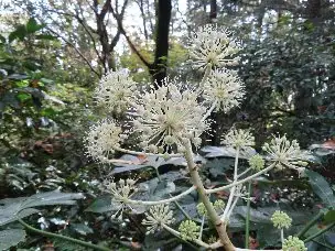 小山内裏公園221121ヤツデ (1)_03