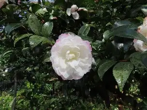 小山内裏公園221121サザンカ (1)_04