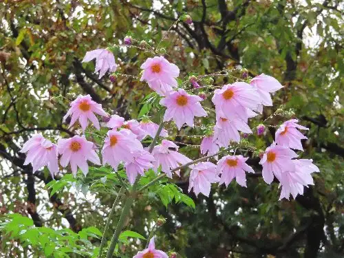 小山内裏公園221121コウテイダリア (1)_05