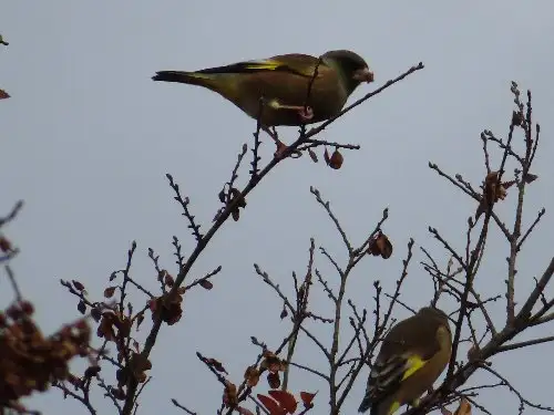 小山内裏公園221126カワラヒワ_05