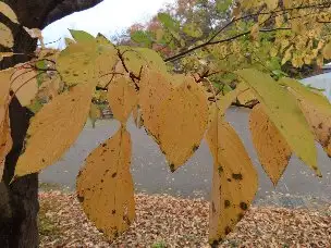 小山内裏公園221126ミズキ (1)_01