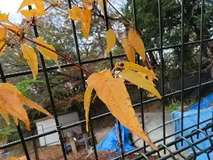 小山内裏公園221126ヘクソカズラ (1)_02