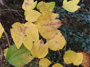 小山内裏公園221126ダンコウバイ (1)_04