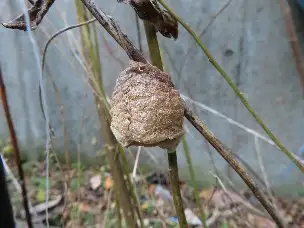 小山内裏公園221203オオカマキリの卵_01
