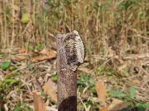 小山内裏公園221203ハラビロカマキリの卵_02