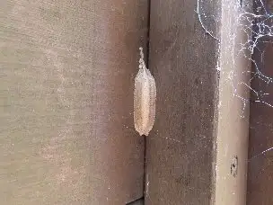 小山内裏公園221203コカマキリの卵_03
