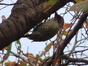 小山内裏公園221203アオゲラ (1)_04