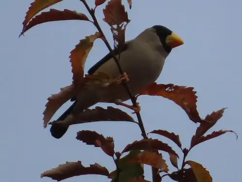 小山内裏公園221203イカル_05