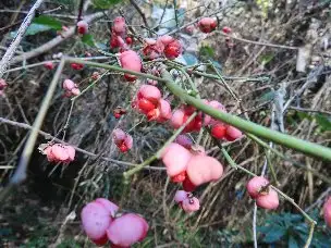 小山内裏公園221203マユミ (1)_02