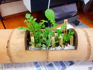 小山内裏公園211219 春の七草寄せ植え教室 (1)_02
