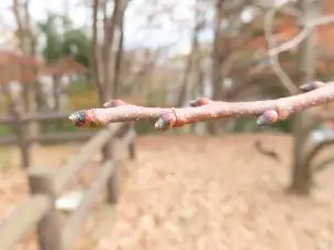 小山内裏公園221217クリ冬芽 (1)_03