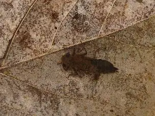 小山内裏公園221217ミルンヤンマ幼虫jpg_02