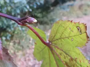 小山内裏公園230106カジイチゴ冬芽 (1)_01