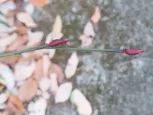 小山内裏公園230106モミジイチゴ冬芽 (1)_02