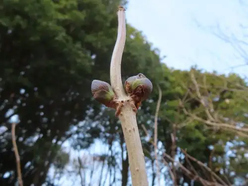 小山内裏公園230106ニワトコ冬芽 (1)_05