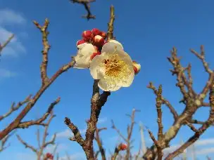 小山内裏公園230119白梅 (1)_01