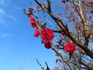 小山内裏公園230119紅梅 (1)_02