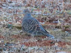 小山内裏公園230129キジバト_02
